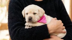 7 gesturi ciudate ale câinilor care, potrivit dresorilor, sunt semne de încredere și devotament