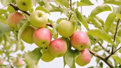 Ce plantează cel mai des grădinarii cu experiență sub măr: plante care sporesc productivitatea