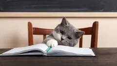 Cât de inteligente sunt pisicile, de fapt, și ce sunt capabile să perceapă?