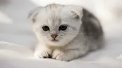 10 motive pentru care ar trebui să-ți iei o pisică