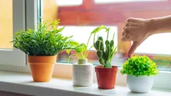 Ghivecele clasice de flori rămân în trecut: în 2026, le va lua locul cea mai elegantă și estetică alternativă.