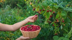 Fertilizarea zmeurului: când, cu ce și cât pentru o recoltă bogată