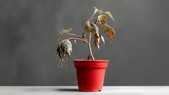 O metodă simplă de a revigora plantele ofilite – 3 ingrediente pe care le aveți deja în bucătărie.