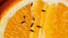 Adio, musculițelor de fructe: cum să scapi de ele cu un remediu simplu, făcut acasă