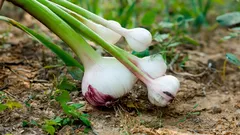 Plante recomandate pentru a fi plantate lângă usturoi: combinații reciproc avantajoase pentru o recoltă mai bună