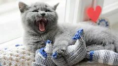 De ce se plimbă pisica prin casă și miaună: ce încearcă să vă spună?