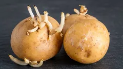 Nu aruncați mugurii de cartofi: veți fi surprinși, dar chiar și aceștia au o utilizare utilă 