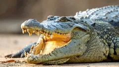 Motivul uimitor pentru care crocodilii stau ore întregi cu gura deschisă