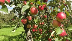 Tăierea pomilor fructiferi: momentul potrivit și sfaturi utile pentru o recoltă bogată