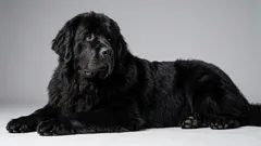 6 rase de câini cu energie redusă, perfecte pentru un ritm de viață mai așezat